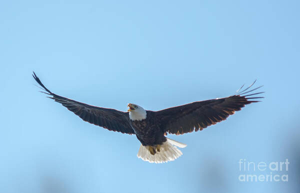 Eagle Poster featuring the photograph Just Above the trees by Cheryl Baxter