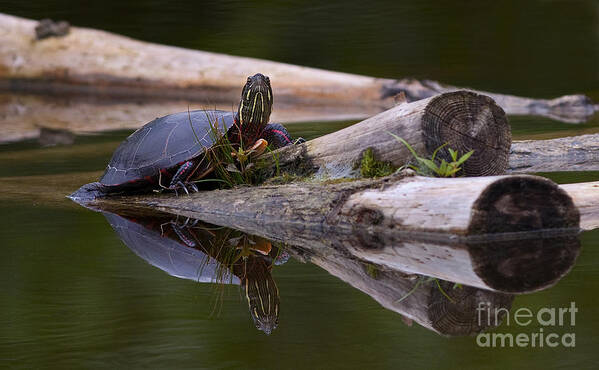 Midland Painted Turtle Poster featuring the photograph Just chillin.. by Nina Stavlund
