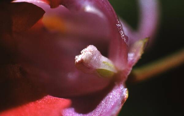 Retro Images Archive Poster featuring the photograph Lady Slipper Flowers by Retro Images Archive