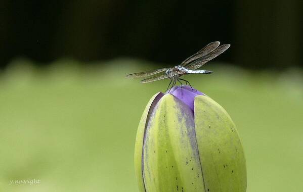 Waterlilies Poster featuring the photograph Landing Pad by Yvonne Wright