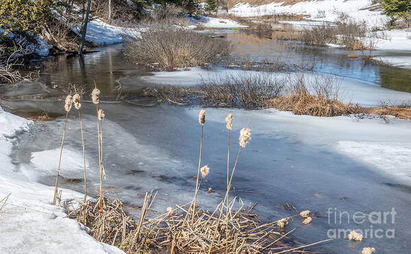 Winter Poster featuring the photograph Last Days of Winter by Jola Martysz