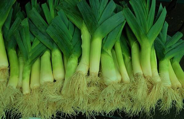 Vegetables Poster featuring the photograph Leeks1 by Robert Habermehl