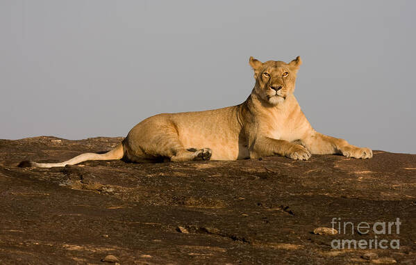 Lion Poster featuring the photograph Commanding View by Chris Scroggins