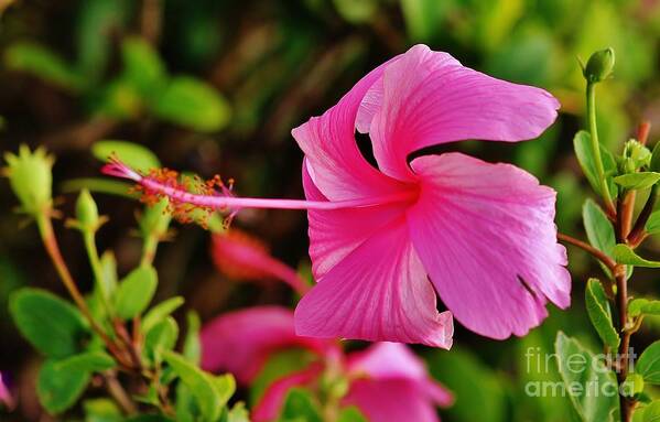 Hibiscus Poster featuring the photograph Look at Me by Craig Wood