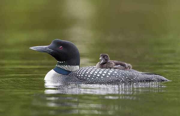 Common Loon Poster featuring the photograph Loon Chick Yawn by John Vose