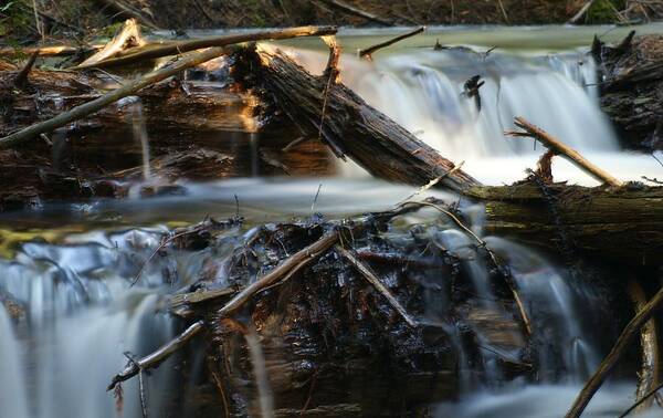 Water Poster featuring the photograph Lost in the Woods by Loni Collins