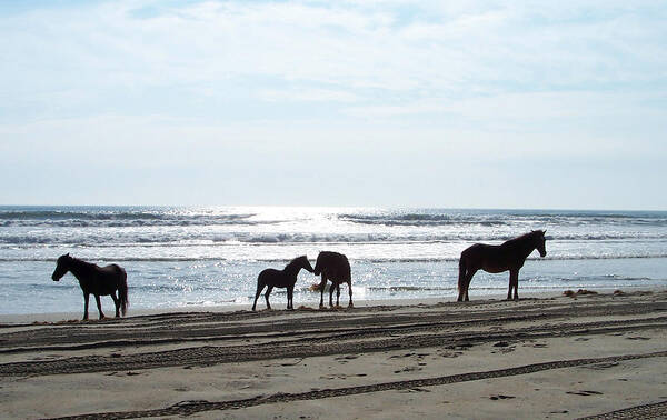 Wild Spanish Mustang Poster featuring the photograph Loving Moments on the Shoreline by Kim Galluzzo