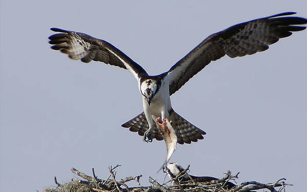 Osprey Poster featuring the photograph Lunch Time by Chauncy Holmes