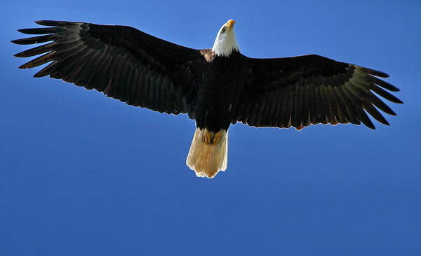 Eagle Poster featuring the photograph Majesty by BYET Photography