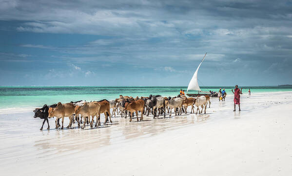 Beach Poster featuring the photograph Masai Cattle On Zanzibar Beach by Jeffrey C. Sink