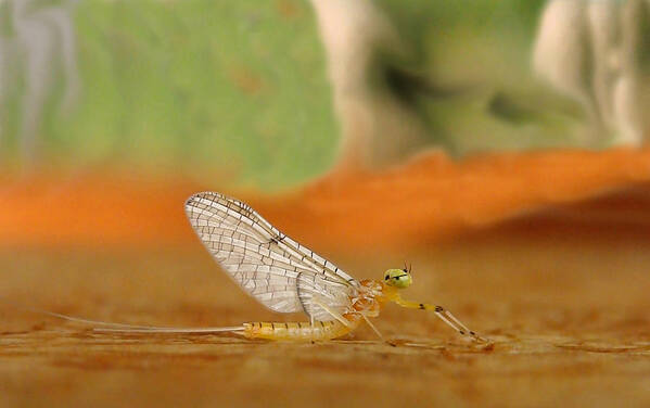 Mayfly Poster featuring the photograph Mayfly Art by Thomas Young