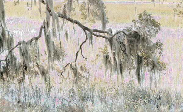 Impressionistic Mossy Oak In The Marsh Poster featuring the photograph Moss Branch by Edward Shmunes