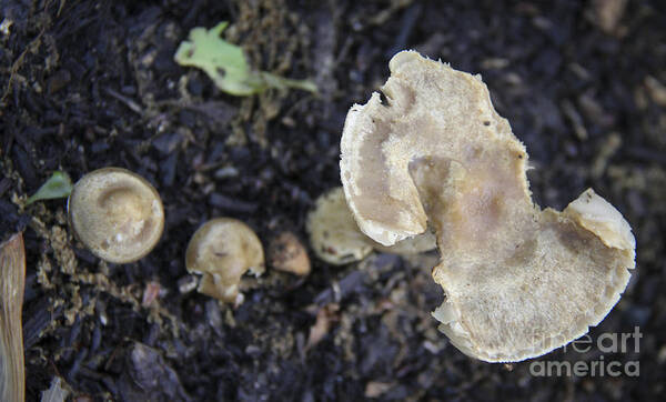 Fungus Poster featuring the photograph Mushy Mushrooms by Teresa Mucha