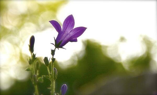 Flower Poster featuring the photograph My Time by Tracy Male