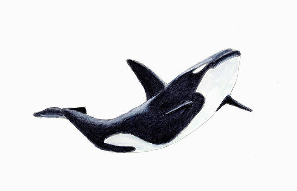 Animals Poster featuring the painting Orca - Killer Whale by Michael Vigliotti