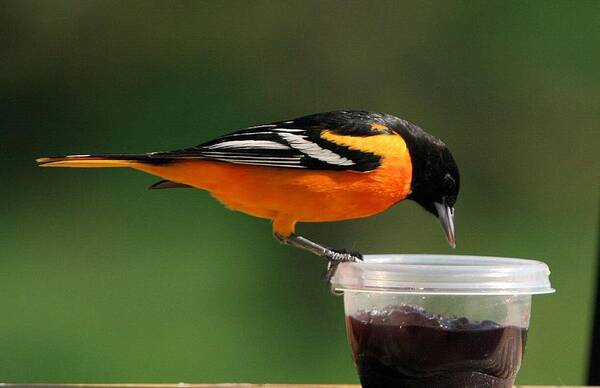 Baltimore Oriole Poster featuring the photograph Oriole at Feeder by John Dart