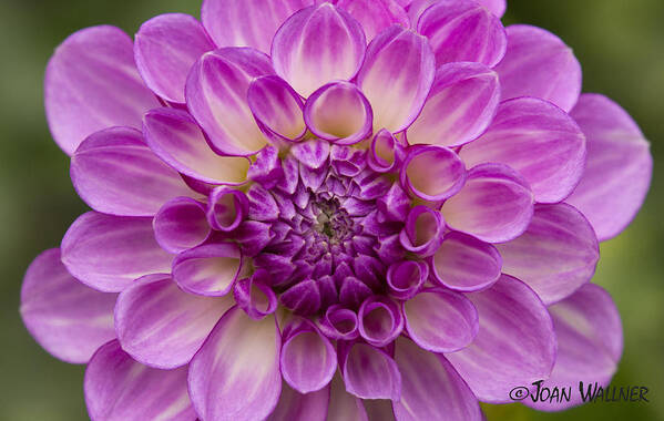 Dahlia Poster featuring the photograph Outta Da Blue Dahlia by Joan Wallner