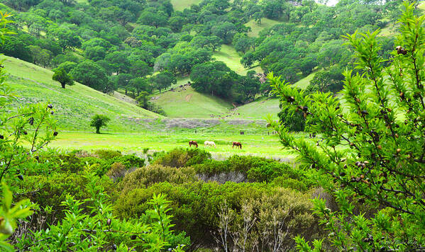 Landscape Poster featuring the photograph Pastoral Peace by Brian Tada