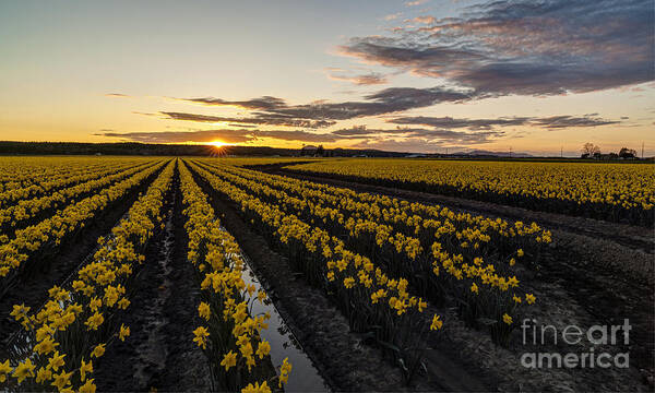Daffodils Poster featuring the photograph Peaceful Skagit Serenity by Mike Reid