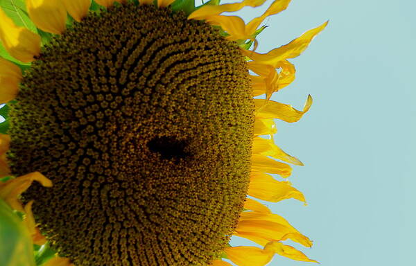 Sunflower Poster featuring the photograph Peak a boo sunflower by Gregory Merlin Brown