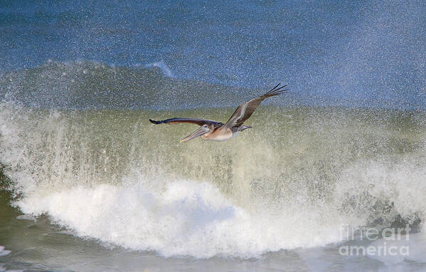 Pelican Poster featuring the photograph Pelican and Big Waves 4102 by Jack Schultz