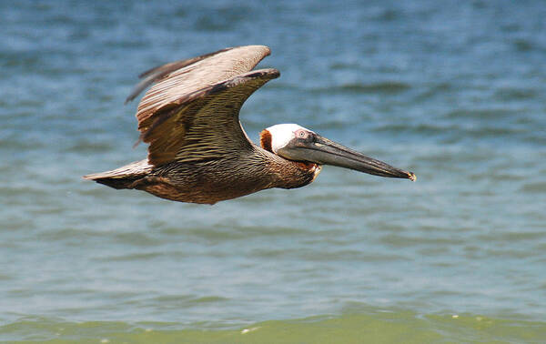 Birds Poster featuring the photograph PELICAN IN FLIGHT No.7 by Janice Adomeit