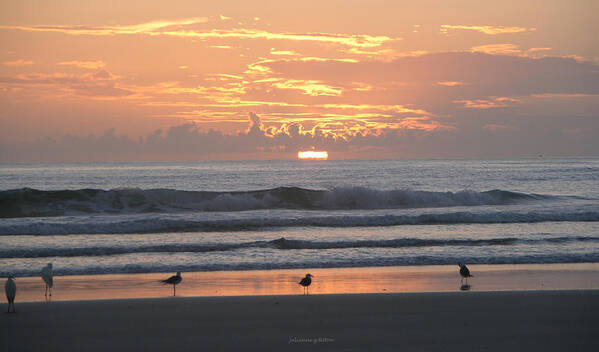 Beautiful Beach Sunrise Photographs Poster featuring the photograph Pink beach sunrise with seabirds by Julianne Felton