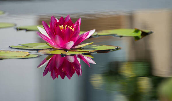 Waterlily Poster featuring the photograph Pink Water Lily by Stacy Abbott