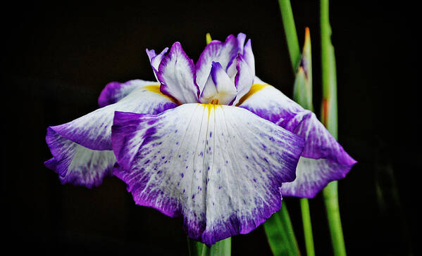 Flowers Poster featuring the photograph Purple and white iris by Linda Brown