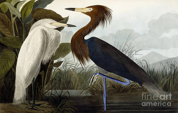 Heron Poster featuring the painting Purple Heron by John James Audubon