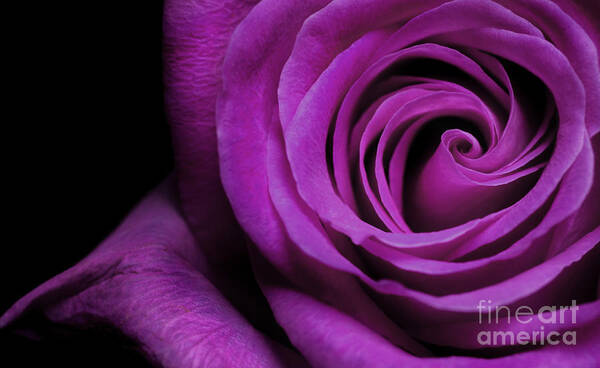 Purple Roses Poster featuring the photograph Purple Roses closeup by Boon Mee