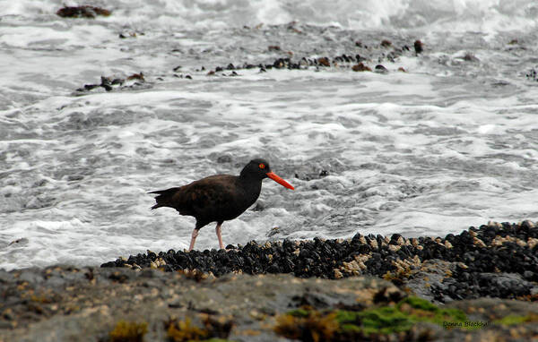 Oystercatcher Poster featuring the photograph Recruiting Some Muscle by Donna Blackhall