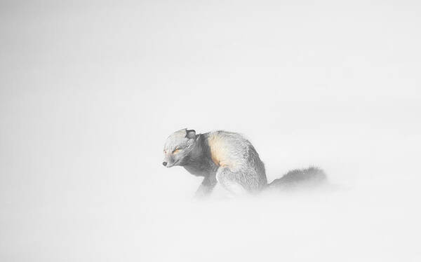 Yellowstone Poster featuring the photograph Red Fox in Winter Storm by Bill Cubitt