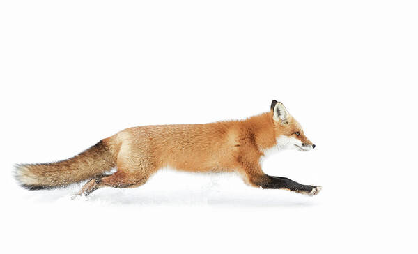 Algonquinpark Poster featuring the photograph Red Fox On The Run - Algonquin Park by Jim Cumming