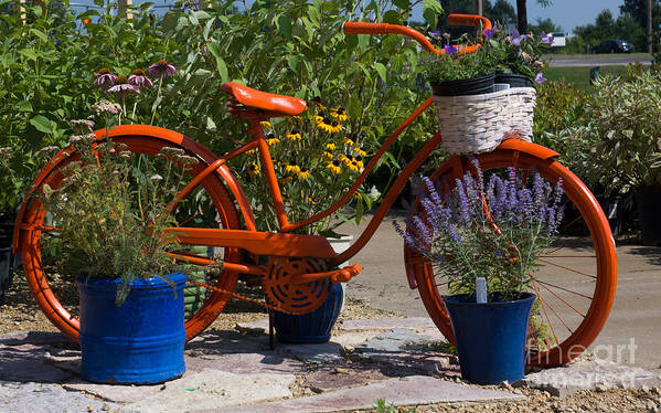 Red Poster featuring the photograph Red Orange Flower Basket Bike by Tina Hailey