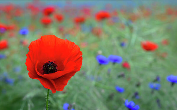 Loire Valley Poster featuring the photograph Red Poppy Wild Flower by Ben Robson Hull Photography