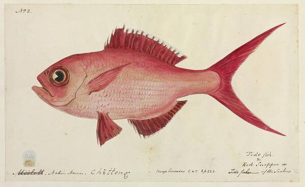 Artwork Poster featuring the photograph Red Snapper Fish by Natural History Museum, London/science Photo Library