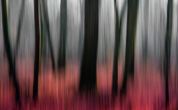 Blur Poster featuring the photograph Red Wood by Gilbert Claes