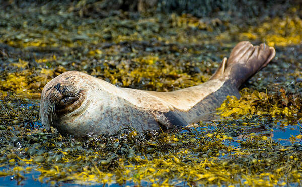 Seal Poster featuring the photograph Relaxed seal at the scottish coast by Andreas Berthold