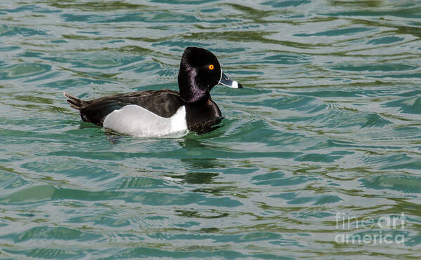 Waterfowl Poster featuring the photograph Ring-Necked Duck by Robert Bales