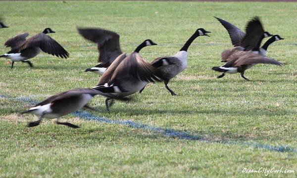 Branta Poster featuring the photograph Running Start by Robert Banach