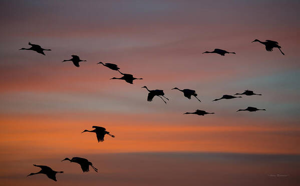 Sandhill Poster featuring the photograph Sandhill Cranes Landing at Sunset by Avian Resources