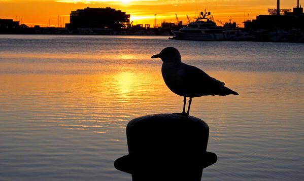 Baltimore Poster featuring the photograph Seagull Silhouette Sunrise by Nancy De Flon