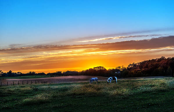 Horse Poster featuring the photograph Serenity by Patrick Wolf