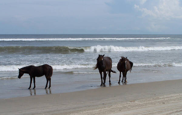 Wild Spanish Mustangs Poster featuring the photograph Shoreline Stroll by Kim Galluzzo