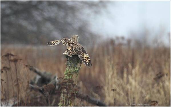 Short Eared Owl Poster featuring the photograph Short Eared Owl in habitat by Daniel Behm