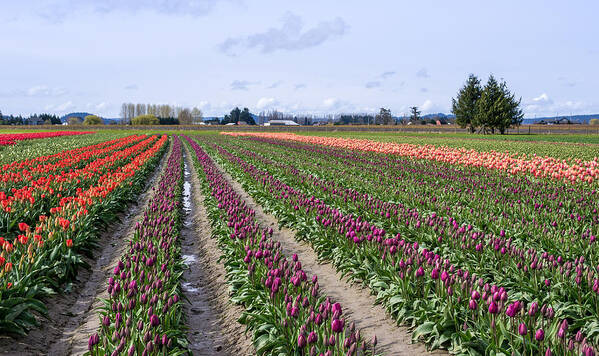 Spring Poster featuring the photograph Skagit Valley Spring by Priya Ghose