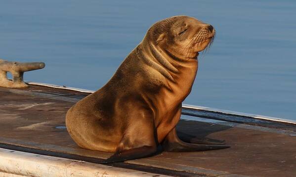 Wild Poster featuring the photograph Sleeping Wild Sea Lion Pup by Christy Pooschke