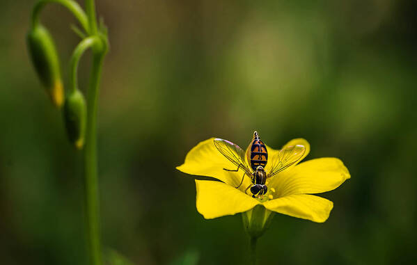 Nature Poster featuring the photograph Small Bee On Yellow Bloom by Michael Whitaker