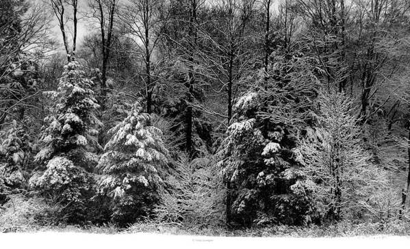 Winter Poster featuring the photograph Snow Day by Vickie Szumigala